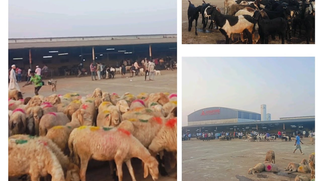 SACHIN BAKRA MANDI 8th January 2026 And Palsana Bakra Mandi Visit 