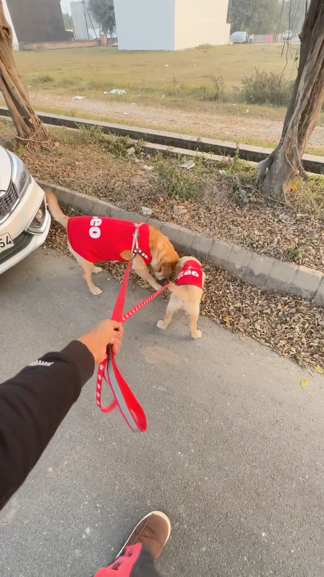 Leo or Reo ki first walk? #shorts | Anant Rastogi