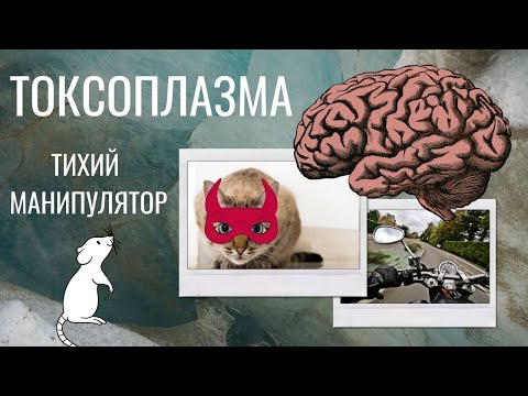 ТОКСОПЛАЗМА. ДЬЯВОЛ В НАШЕМ МОЗГУ.