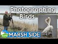 Photographing Wild Birds at RSPB Marshside