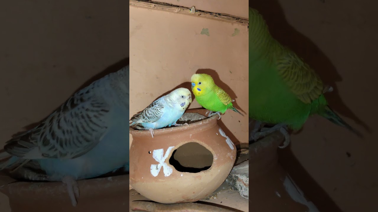 Cute Moment 🐦❤️ 
