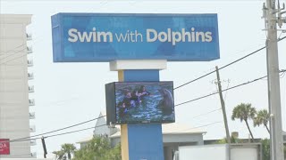 Inside the death of "Samira" and Gulf World's stalled dolphin removal