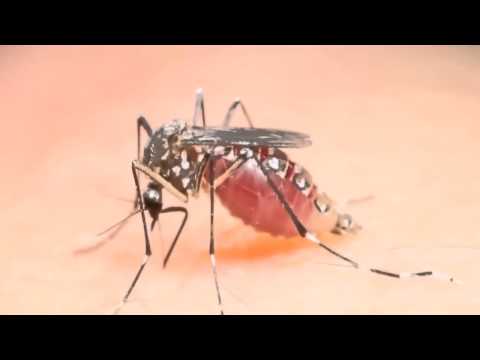 البعوضة كيف تمتص الدم Mosquito Blood Sacking Youtube