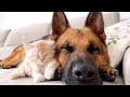 Tiny Kitten Sleeps Under the Best Protection of his German Shepherd Friend