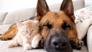 Tiny Kitten Sleeps Under the Best Protection of his German Shepherd Friend