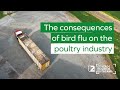 🎥🐔🦠The consequences of bird flu on the poultry industry