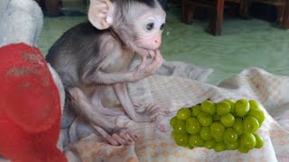 Baby Monkey Lina Is Very Sweet When Her Eyes Look At You