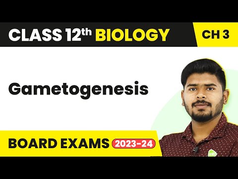 Gametogenesis - Human Reproduction | Class 12 Biology