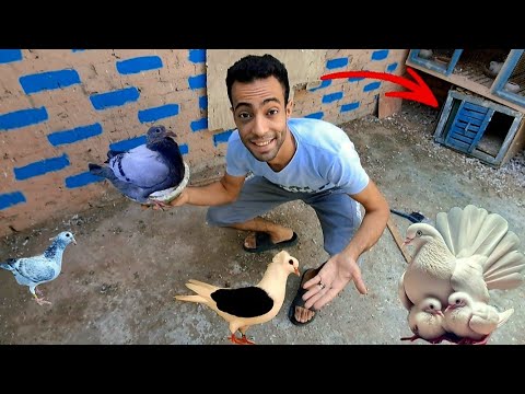 لقيت زغليل كتير عند الحمام