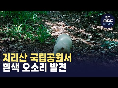 지리산 국립공원서 흰색 <strong>오소리</strong> 발견