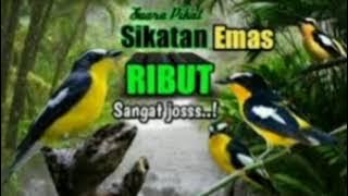 Suara Pikat Burung Sikatan Emas Ribut Sangat Ampuh#Short