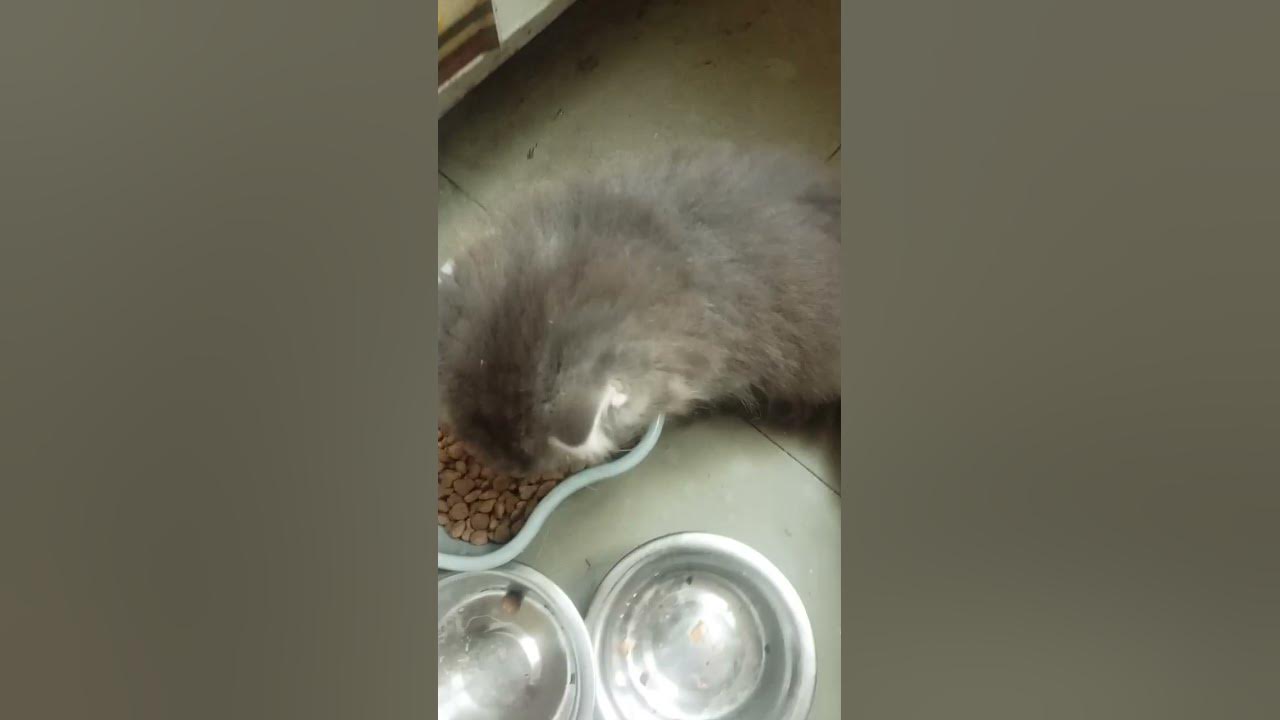 5 котиков☺️ - YouTube