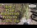 How to Plant Blueberries Perfectly &amp; Manage Acidic Soil: All the Steps for Vigorous 1st Year Growth