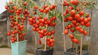 Simple Instructions For Growing Tomatoes In Plastic Pots For Many Fruits