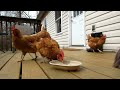 Chickens Love Oatmeal 🐔 Six Minutes Of Pure Chicken Bliss