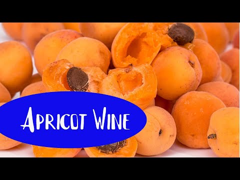 Video: Anggur Aprikot