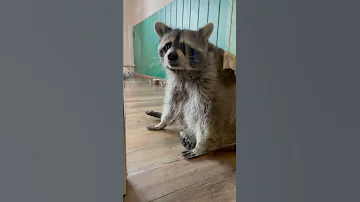 Как живет енот Тема