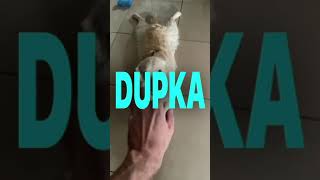 Dupka Puchata 10 Godzin