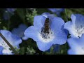 くりはま「花の国」花めぐりウォーク