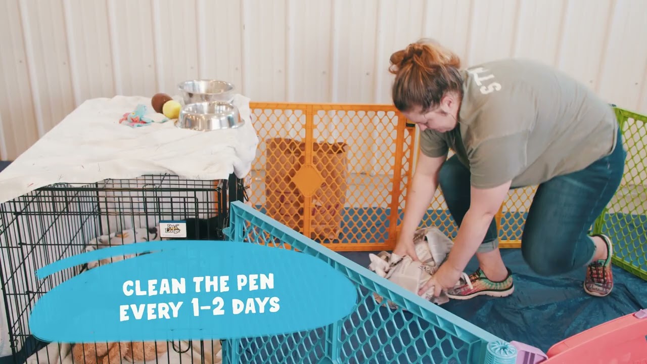 Tails Fosters! How To Set Up for Puppies in Foster