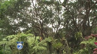Hawaii Island Week:  Hawaii Tropical Botanical Garden