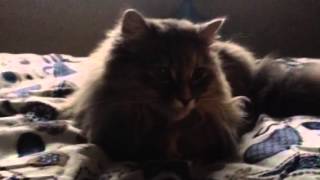 Ricky is my cat by Matt Groenke 29 views 9 years ago 43 seconds