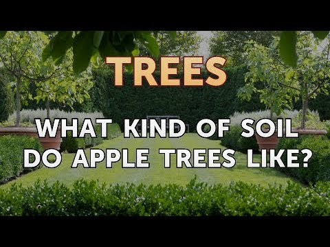 Video: What Apple Grows In The Ground