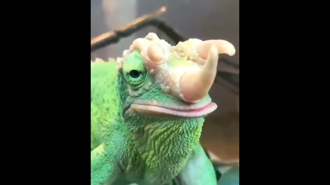rhino frog catching its prey 
