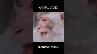 Guess The Animal Sound 🐶🐵 | Hard Challenge 😱 #shorts