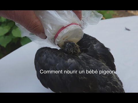 Vidéo: Comment faire un nid de perruche : 9 étapes (avec photos)