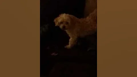 Cleo playing with her treats
