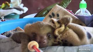 Baby sloth Tulip is sleepy - 04/15/24 - SlothTV via explore.org