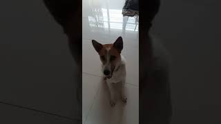 Desi Dog training 🐕🦮🐕‍🦺 Adopt A Street Dog