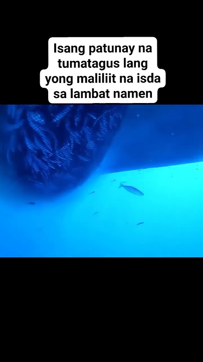 maraming tumagos sa lambat #fishing #shortvideo #fishingvideo
