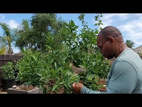 How To Promote Flowers/Fruit Production On CITRUS TREES