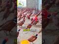 Por Qué En China Se Crían Faisanes Coloridos 🦚 #Curiosidades #Animales #Cultura