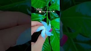 barish blog ✨️ #explorepage #viralvideo #shortvideo #minivlog