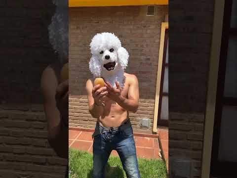 Video: Estudio: los perros nos hablan con gruñidos y ladridos