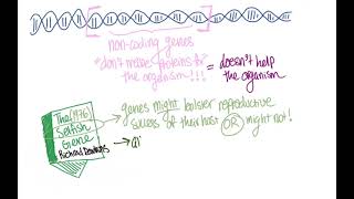 Selfish Gene Theory and Selfish Genetic Elements