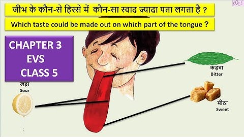 Class 5 EVS Chapter 3 | Which part of the tongue is more likely to detect taste? | Sense of Taste |