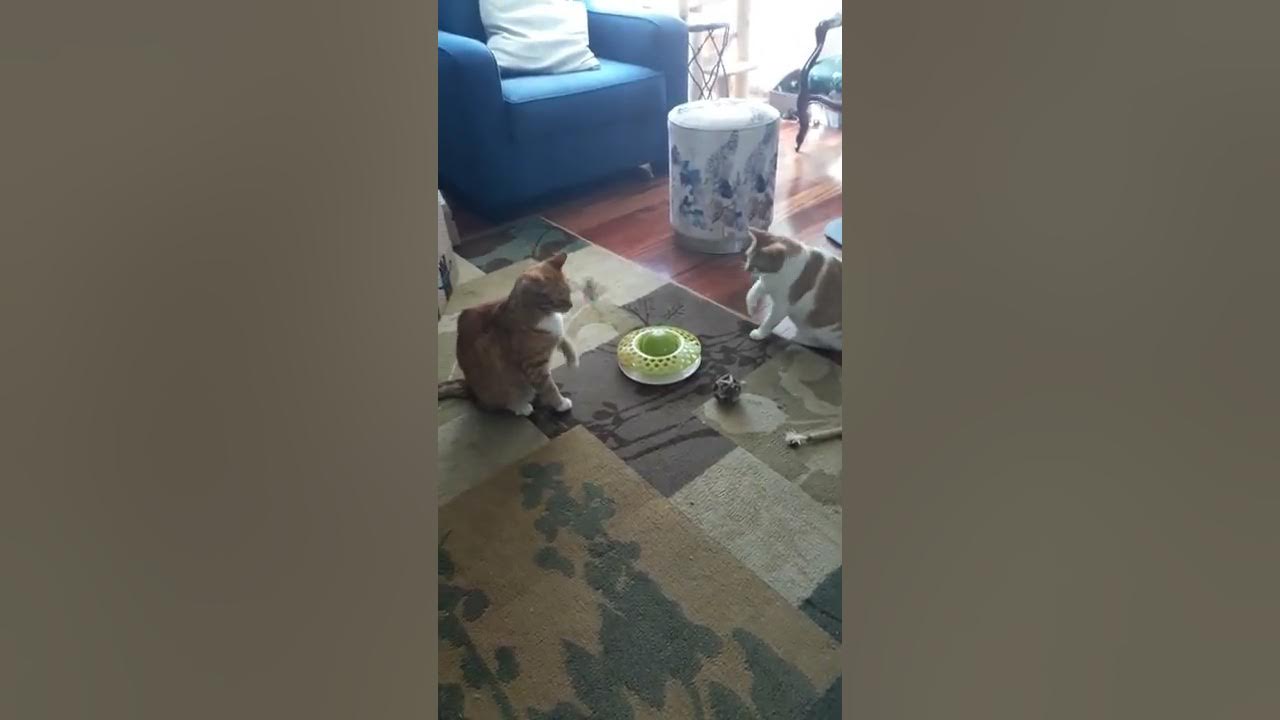 Cat Tetherball Championship YouTube