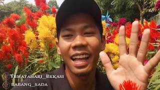 Taman Bunga Celosia 2