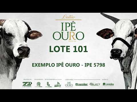 LOTE 101   IPE 5798