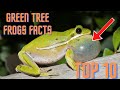 Facts About Green Tree Frogs (Top 10)