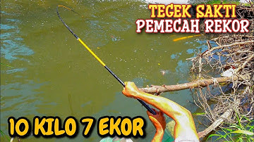 Tegek Sakti!!! Pemecah Rekor mancing nila babon monster terbanyak umpan lumut sawah