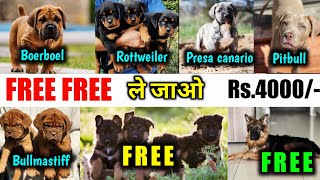 FREE FREE बहोत सारे | French mastiff | pitbull | rottweiler | gsd | Boerboel | bully | presa canario