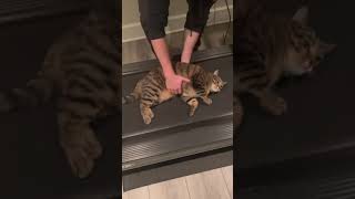 Lazy cat refuses to exercise