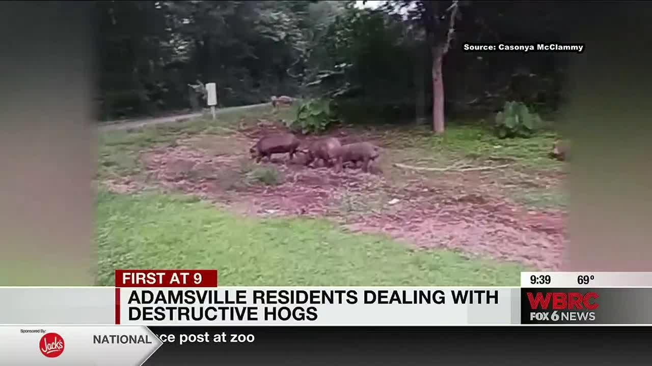 Adamsville residents dealing with destructive hogs