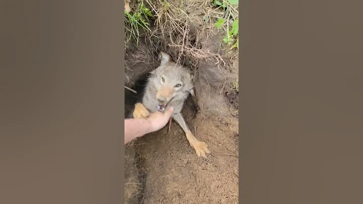 Trying to get a free forest Puppy be like... #coyote #puppy #weavethecoyote #duckandweave - DayDayNews