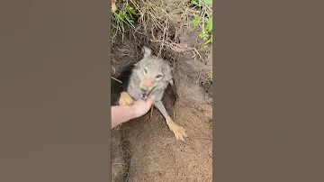 Trying To Get A Free Forest Puppy Be Like Coyote Puppy Weavethecoyote Duckandweave 